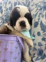 Theodore-Gorgeous Registered Saint Bernard Male ❤️, a male Saint Bernard for sale in Goldsboro, NC – Photo 2 of 4