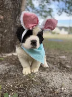 Theodore-Gorgeous Registered Saint Bernard Male ❤️, a male Saint Bernard for sale in Goldsboro, NC – Photo 4 of 4