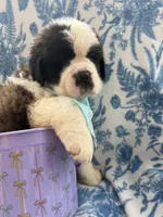 Theodore-Gorgeous Registered Saint Bernard Male ❤️, a male Saint Bernard for sale in Goldsboro, NC – Photo 3 of 4