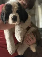 Huge Saint Bernard Puppy-with puppy starter pack & papers!, a male Saint Bernard for sale in Goldsboro, NC – Photo 2 of 4