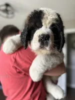 Huge Saint Bernard Puppy-with puppy starter pack & papers!, a male Saint Bernard for sale in Goldsboro, NC – Photo 4 of 4