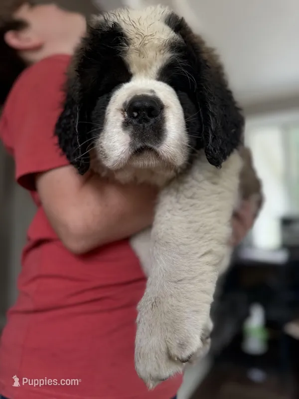 Huge Saint Bernard Puppy-with puppy starter pack & papers!, a male Saint Bernard for sale in Goldsboro, NC – Photo 1 of 4