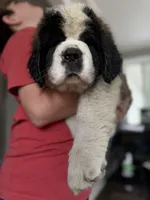 Huge Saint Bernard Puppy-with puppy starter pack & papers!, a male Saint Bernard for sale in Goldsboro, NC – Photo 1 of 4
