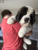Huge Saint Bernard Puppy-with puppy starter pack & papers!, a male Saint Bernard for sale in Goldsboro, NC – Photo 3 of 4
