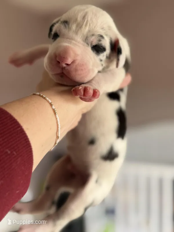 Marshall -Akc Harlequin male Great Dane!