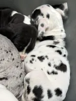 Ruby Rose-AKC import lines Euro Harlequin Female, a female Great Dane for sale in Goldsboro, NC – Photo 2 of 2