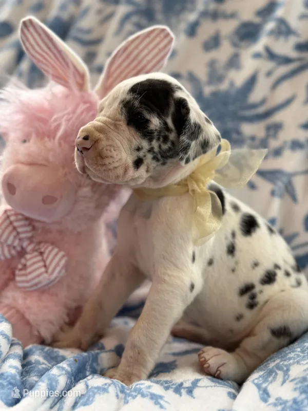 Ruby Rose-AKC import lines Euro Harlequin Female – Great Dane puppy for sale in Goldsboro, NC