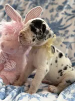 Ruby Rose-AKC import lines Euro Harlequin Female, a female Great Dane for sale in Goldsboro, NC – Photo 1 of 2