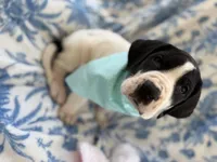 Bentley Bear-AKC Euro Great Dane Male , a male Great Dane for sale in Goldsboro, NC – Photo 1 of 4