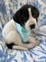 Bentley Bear-AKC Euro Great Dane Male , a male Great Dane for sale in Goldsboro, NC – Photo 3 of 4