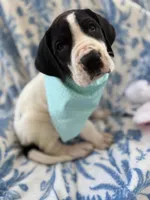 Bentley Bear-AKC Euro Great Dane Male , a male Great Dane for sale in Goldsboro, NC – Photo 2 of 4