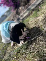 Bentley Bear-AKC Euro Great Dane Male , a male Great Dane for sale in Goldsboro, NC – Photo 4 of 4