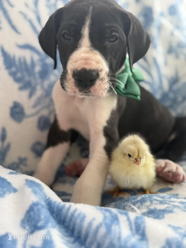 AKC Black and white Mantle Male with baby chick ❤️ – Great Dane puppy for sale in Goldsboro, NC