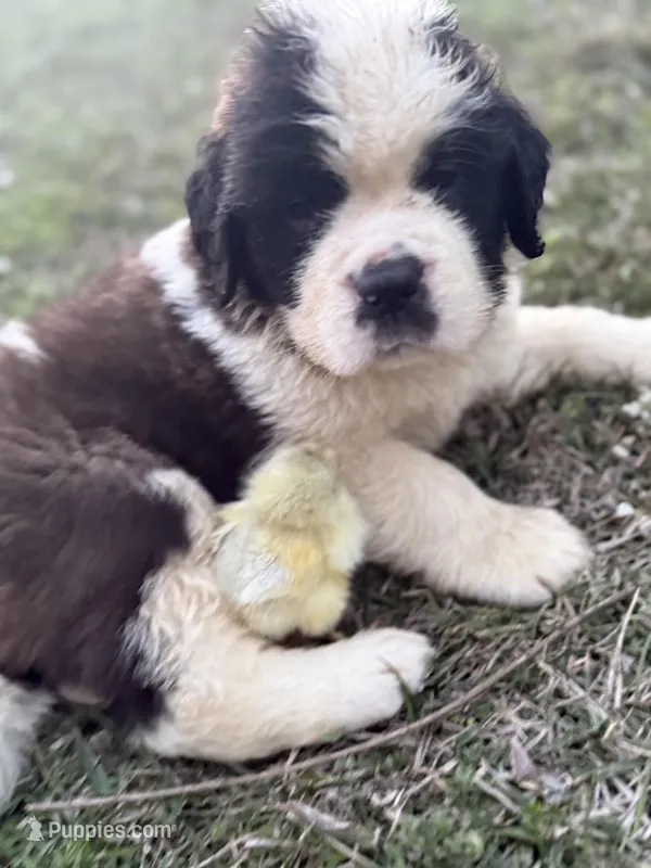 Saint Bernard! 💚, a male Saint Bernard for sale in Goldsboro, NC – Photo 1 of 2
