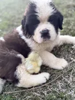 Saint Bernard! 💚, a male Saint Bernard for sale in Goldsboro, NC – Photo 1 of 2