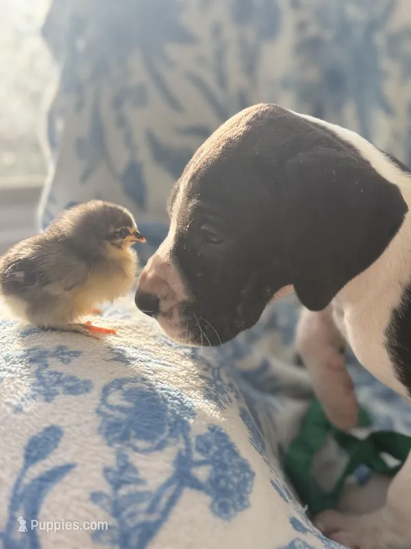 Gorgeous Chunky AKC Euro Great Dane Male-chicks included! ❤️ – Great Dane puppy for sale in Goldsboro, NC