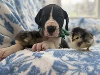 Gorgeous Chunky AKC Euro Great Dane Male-chicks included! ❤️, a male Great Dane for sale in Goldsboro, NC – Photo 3 of 3