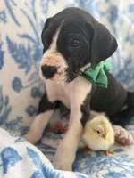 Gorgeous Chunky AKC Euro Great Dane Male-chicks included! ❤️, a male Great Dane for sale in Goldsboro, NC – Photo 2 of 3