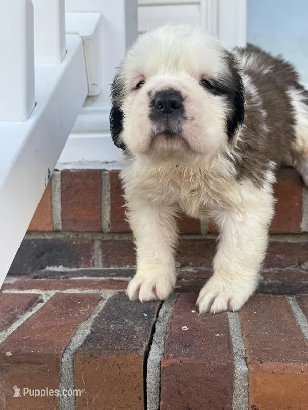 Saint Bernard male