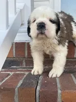 Saint Bernard male, a male Saint Bernard for sale in Goldsboro, NC – Photo 1 of 5