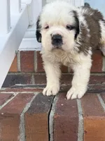 Saint Bernard male, a male Saint Bernard for sale in Goldsboro, NC – Photo 2 of 5