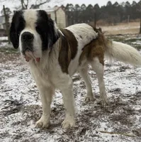 Saint Bernard Pups-champion bloodline, a male Saint Bernard for sale in Goldsboro, NC – Photo 3 of 4