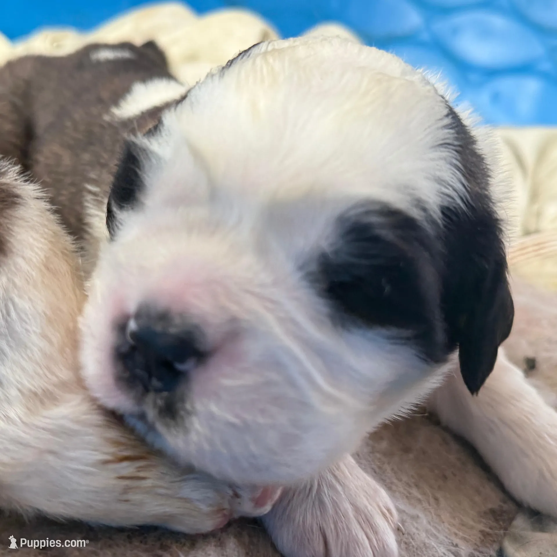 Saint Bernard Pups-champion bloodline, a male Saint Bernard for sale in Goldsboro, NC – Photo 2 of 4