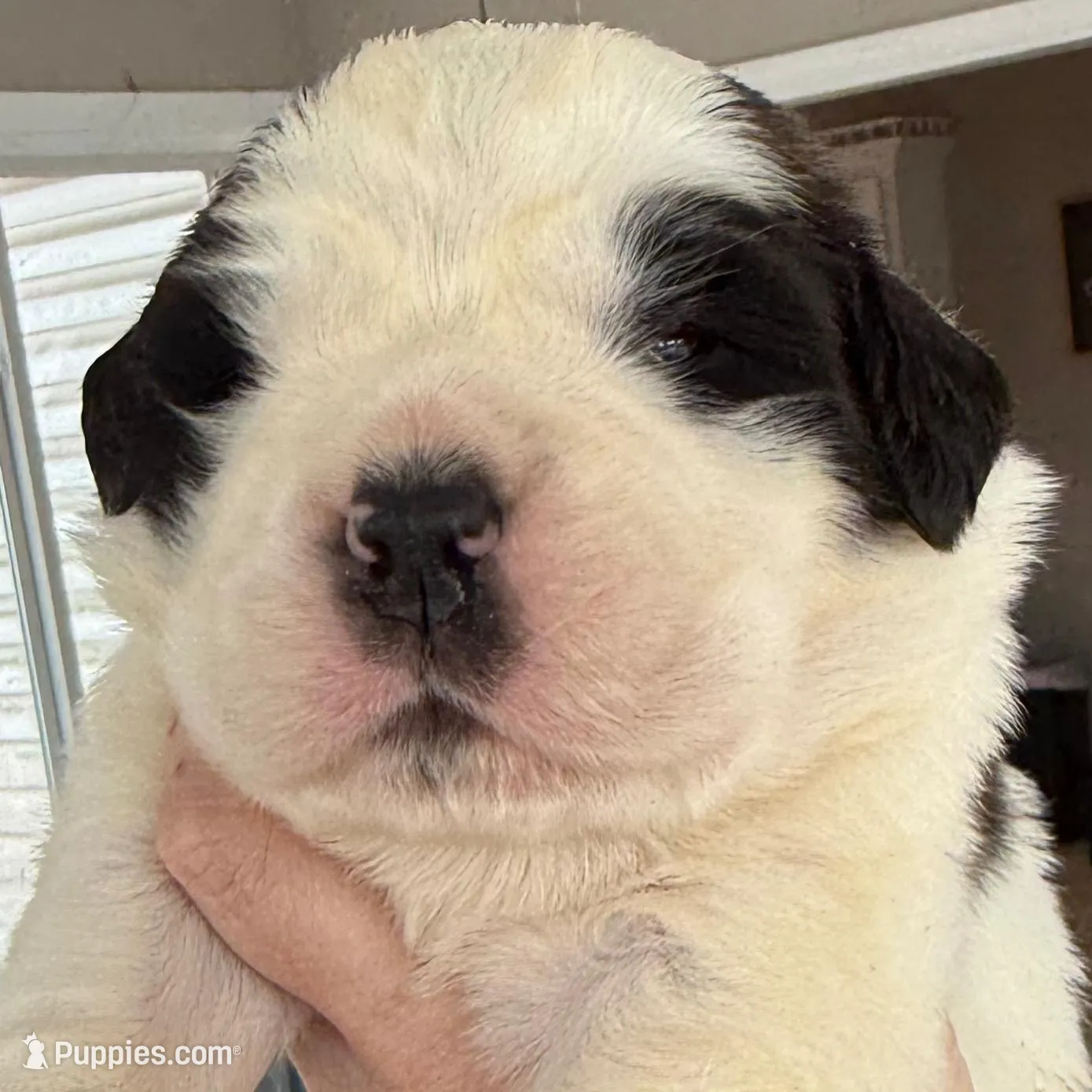 Saint Bernard Pups-champion bloodline
