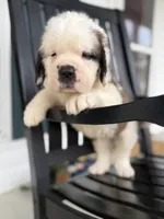 Henry-Registered Champion Bloodline Saint Bernard Male-half mask! 🐶, a male Saint Bernard for sale in Goldsboro, NC – Photo 4 of 4