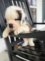 Henry-Registered Champion Bloodline Saint Bernard Male-half mask! 🐶, a male Saint Bernard for sale in Goldsboro, NC – Photo 3 of 4