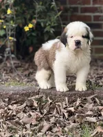 Henry-Registered Champion Bloodline Saint Bernard Male-half mask! 🐶, a male Saint Bernard for sale in Goldsboro, NC – Photo 2 of 4