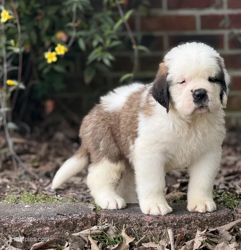 Henry-Registered Champion Bloodline Saint Bernard Male-half mask! 🐶 – Saint Bernard puppy for sale in Goldsboro, NC