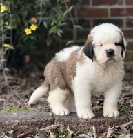 Henry-Registered Champion Bloodline Saint Bernard Male-half mask! 🐶, a male Saint Bernard for sale in Goldsboro, NC – Photo 1 of 4
