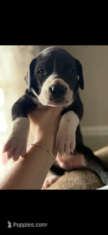 Rocky-AKC Great Dane male!
