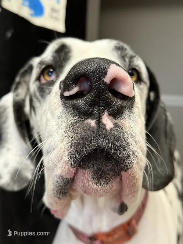 AKC Euro import lines Great Dane Female-Harlequin – Great Dane puppy for sale in Goldsboro, NC