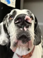 AKC Euro import lines Great Dane Female-Harlequin, a female Great Dane for sale in Goldsboro, NC – 1 of 2