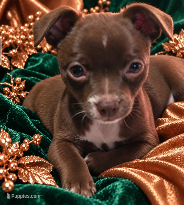 Midnight- Chocolate Male – Chihuahua puppy for sale in Andalusia, AL