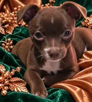 Midnight- Chocolate Male, a male Chihuahua for sale in Andalusia, AL – 1 of 10
