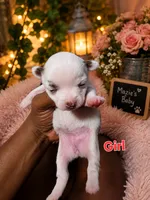 Majesty, a female Chihuahua for sale in Andalusia, AL – 2 of 7