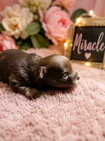 Miracle , a female Chihuahua for sale in Andalusia, AL – 2 of 4