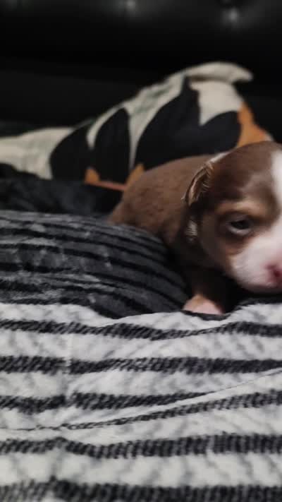 Magic-Long Hair Male, a male Chihuahua for sale in Andalusia, AL – 4 of 10