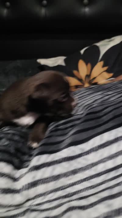 Midnight- Chocolate Male, a male Chihuahua for sale in Andalusia, AL – 4 of 10