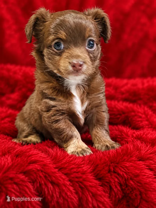 Miracle – Chihuahua puppy on hold in Andalusia, AL