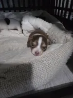 Magic-Long Hair Male, a male Chihuahua for sale in Andalusia, AL – 10 of 10