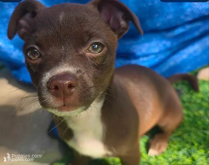 Midnight- Chocolate Male – Chihuahua puppy for sale in Andalusia, AL