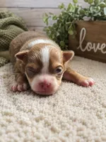 Magic, a male Chihuahua for sale in Andalusia, AL – 2 of 4