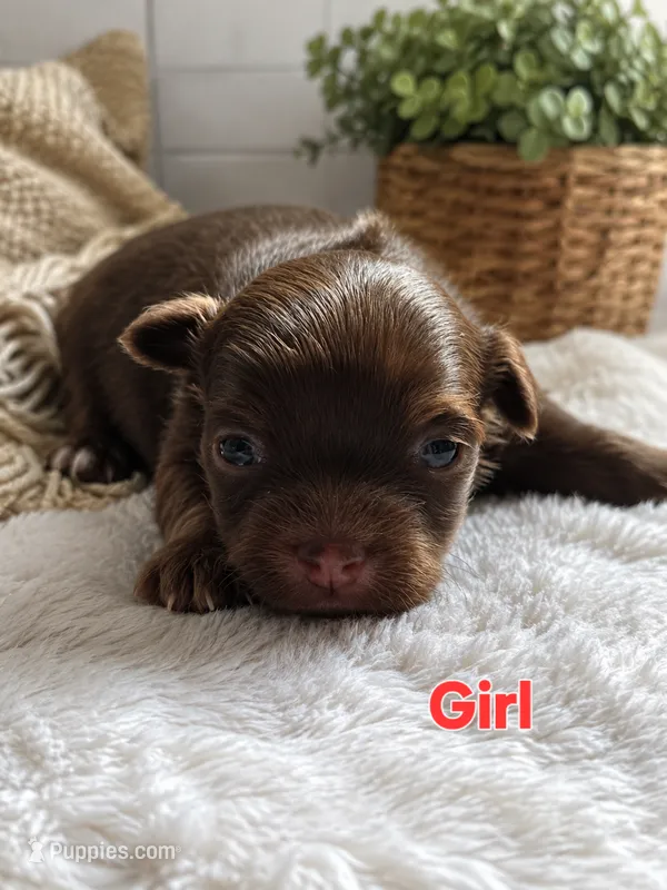 Miracle  – Chihuahua puppy for sale in Andalusia, AL