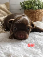 Miracle , a female Chihuahua for sale in Andalusia, AL – 1 of 4