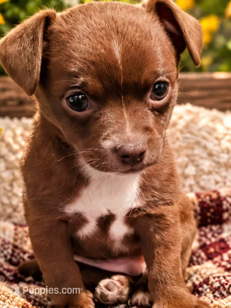 Midnight – Chihuahua puppy for sale in Andalusia, AL