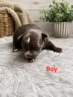 Midnight, a male Chihuahua for sale in Andalusia, AL – 1 of 4